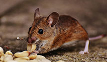 24 Hour & Emergency Exterminators in Raeford, NC